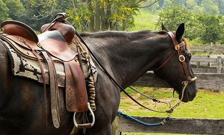 Horse at Equine Centre