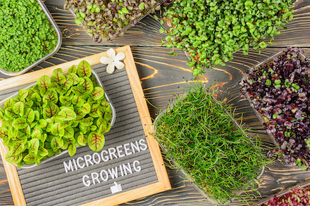 Microgreens Growing Selection